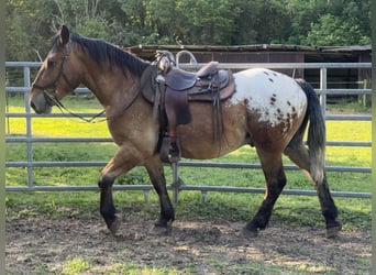 Appaloosa, Castrone, 3 Anni, 157 cm, Leopard