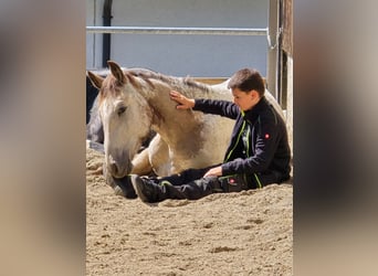 Appaloosa, Castrone, 3 Anni, 158 cm, Pelle di daino