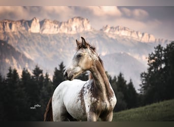 Appaloosa, Castrone, 3 Anni, 158 cm, Pelle di daino