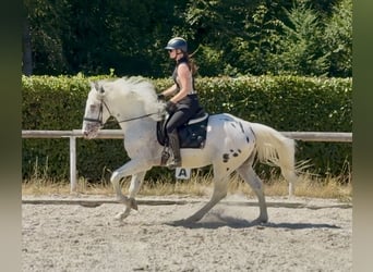 Appaloosa Mix, Castrone, 3 Anni, 160 cm, Leopard