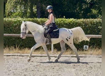 Appaloosa Mix, Castrone, 3 Anni, 160 cm, Leopard