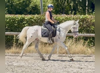 Appaloosa Mix, Castrone, 3 Anni, 160 cm, Leopard