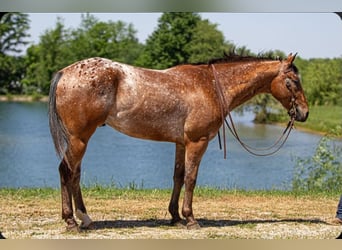 Appaloosa, Castrone, 3 Anni, Baio ciliegia