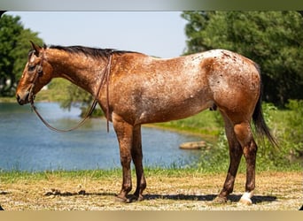 Appaloosa, Castrone, 3 Anni, Baio ciliegia