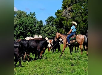 Appaloosa, Castrone, 3 Anni, Baio ciliegia