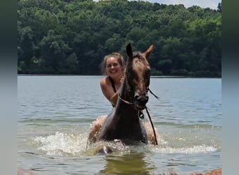Appaloosa, Castrone, 3 Anni, Baio ciliegia