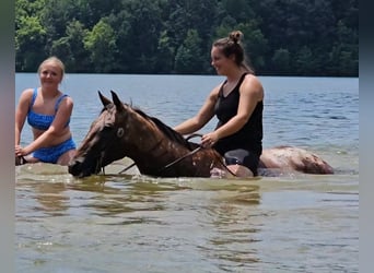 Appaloosa, Castrone, 3 Anni, Baio ciliegia