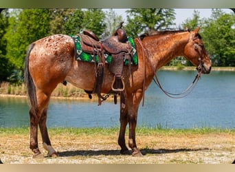 Appaloosa, Castrone, 3 Anni, Baio ciliegia