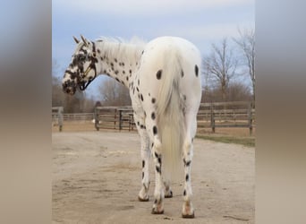 Appaloosa, Castrone, 3 Anni, Leopard