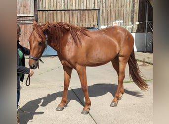 Appaloosa Mix, Castrone, 3 Anni, Sauro scuro
