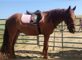 Appaloosa Mix, Castrone, 3 Anni, Sauro scuro