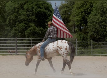 Appaloosa, Castrone, 4 Anni, 147 cm, Falbo