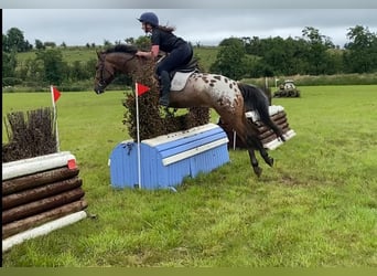Appaloosa, Castrone, 4 Anni, 147 cm, Leopard
