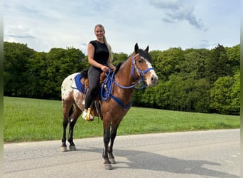 Appaloosa, Castrone, 4 Anni, 149 cm, Leopard