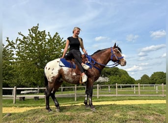 Appaloosa, Castrone, 4 Anni, 149 cm, Leopard