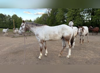 Appaloosa, Castrone, 4 Anni, 150 cm