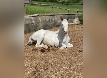 Appaloosa, Castrone, 4 Anni, 151 cm, Leopard