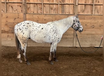 Appaloosa, Castrone, 4 Anni, 152 cm, Baio nero