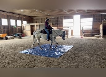 Appaloosa, Castrone, 4 Anni, 152 cm, Baio nero