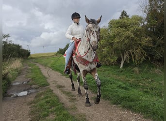 Appaloosa Mix, Castrone, 4 Anni, 153 cm, Leopard