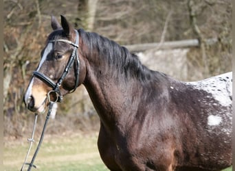 Appaloosa Mix, Castrone, 4 Anni, 153 cm, Overo-tutti i colori