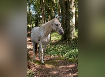 Appaloosa, Castrone, 4 Anni, 154 cm, Leopard