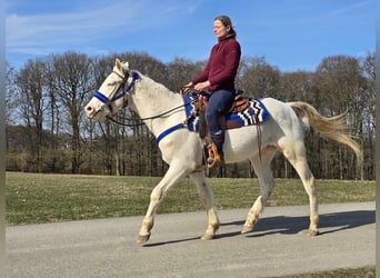 Appaloosa Mix, Castrone, 4 Anni, 155 cm, Cremello