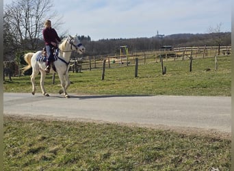 Appaloosa Mix, Castrone, 4 Anni, 155 cm, Cremello