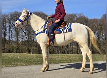 Appaloosa Mix, Castrone, 4 Anni, 155 cm, Cremello