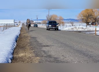 Appaloosa, Castrone, 4 Anni, 155 cm