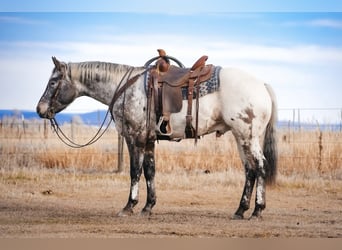 Appaloosa, Castrone, 4 Anni, 155 cm
