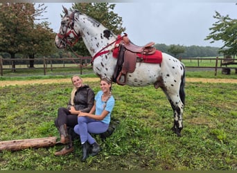 Appaloosa Mix, Castrone, 4 Anni, 156 cm, Leopard