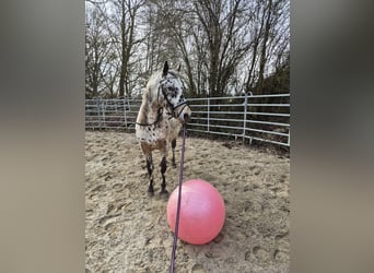 Appaloosa Mix, Castrone, 4 Anni, 156 cm, Leopard