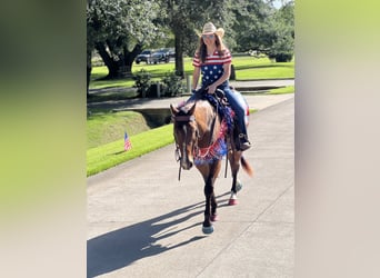 Appaloosa, Castrone, 4 Anni, 157 cm, Baio ciliegia