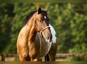 Appaloosa, Castrone, 4 Anni, 158 cm, Baio scuro