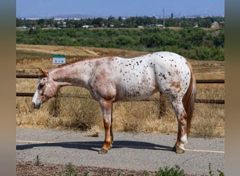 Appaloosa, Castrone, 4 Anni, Baio