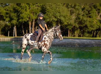 Appaloosa, Castrone, 4 Anni