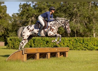 Appaloosa, Castrone, 4 Anni