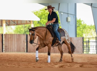 Appaloosa, Castrone, 4 Anni, Falbo