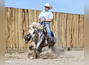 Appaloosa, Castrone, 5 Anni, 142 cm
