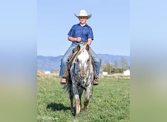 Appaloosa, Castrone, 5 Anni, 142 cm