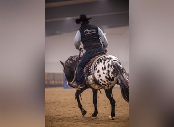 Appaloosa, Castrone, 5 Anni, 150 cm, Leopard