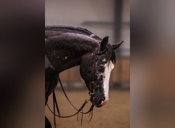 Appaloosa, Castrone, 5 Anni, 150 cm, Leopard