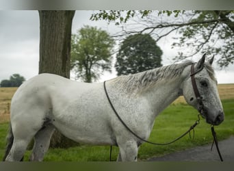 Appaloosa, Castrone, 5 Anni, 152 cm, Grigio