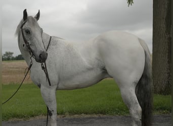Appaloosa, Castrone, 5 Anni, 152 cm, Grigio