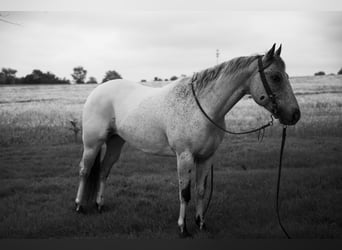 Appaloosa, Castrone, 5 Anni, 152 cm, Grigio