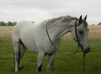 Appaloosa, Castrone, 5 Anni, 152 cm, Grigio