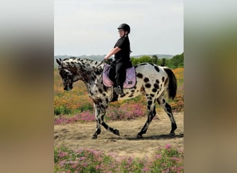 Appaloosa, Castrone, 5 Anni, 152 cm, Leopard