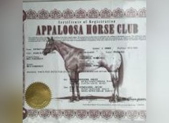 Appaloosa, Castrone, 5 Anni, 152 cm, Leopard
