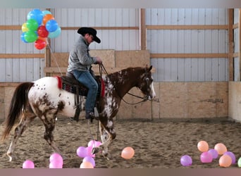 Appaloosa, Castrone, 5 Anni, 155 cm